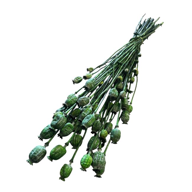 Dried Poppy Pod | Colour: Dark green | Papaver Somniferum Dried Flowers | Length ± 60 centimetre | Weight 100 gram | Per bunch