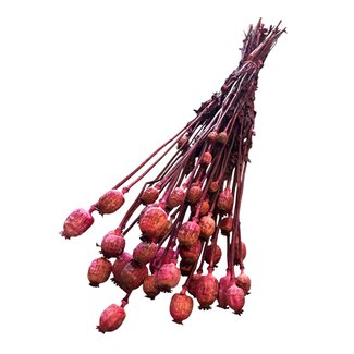 Casa Alegria Dried Poppy Head | Colour: Fuchsia | Papaver Somniferum Dried Flowers | Length ± 60 centimetres | Weight 100 grams | Per bunch