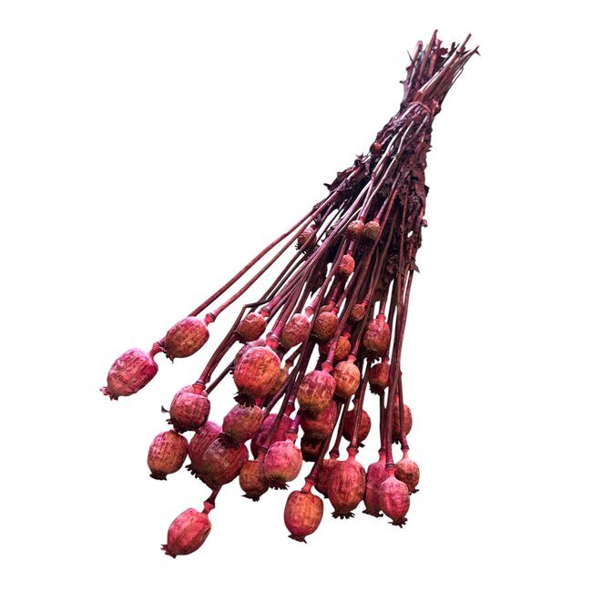 Getrocknete Schlafmohnkapsel | Farbe: Fuchsia | Papaver Somniferum Trockenblumen | Länge ± 60 Zentimeter | Gewicht 100 Gramm | Pro Bund