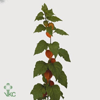 Freshy Physalis lampion x10