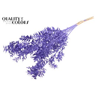 QC Getrockneter Ruscus | Farbe: Lila | Mäusedorn-Trockenblumen | Länge ± 70 Zentimeter | Pro 10 Zweige