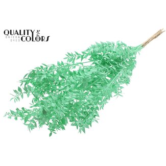 QC Getrockneter Ruscus | Farbe: Mintgrün | Mäusedorn-Trockenblumen | Länge ± 70 Zentimeter | Pro 10 Zweige