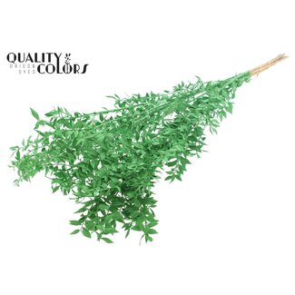 QC Ruscus séché | Couleur : Vert | Fleurs séchées de fragon | Longueur ± 70 centimeter | Par 10 branches
