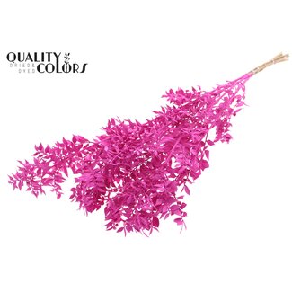 QC Getrockneter Ruscus | Farbe: Kirschrot | Mäusedorn-Trockenblumen | Länge ± 70 Zentimeter | Pro 10 Zweige