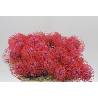 Freshy Nutans Kleurbehandeld Baby Pink