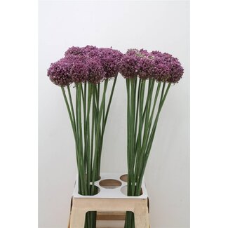 Freshy Allium Pink Lady