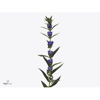 Freshy Gentiana Just Blue