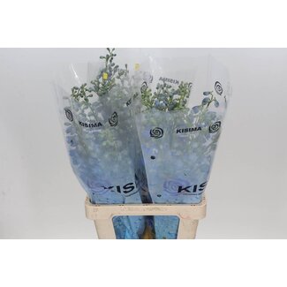 Freshy Delphinium El Candle Blue Shades