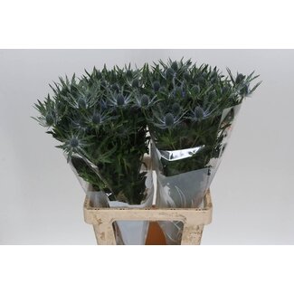 Freshy Eryngium Mag Blue Lagoon