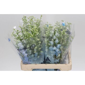 Freshy Delphinium El Mag Fountains Skyblue Whitebee