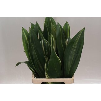 Freshy Aspidistra Variagated (p. bos)