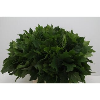 Freshy Quercus Rubra