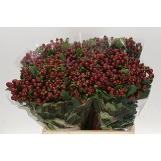 Freshy Hypericum Mag Seasons