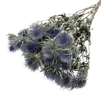 Dutch Dried Getrocknete Eryngium Magnum Kreuzdistel | Farbe: Natürliches Blau | Länge ± 70 Zentimeter | Pro 5 Stiele