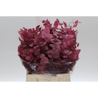 Freshy Eucalyptus Stuart Pres Pink Lady 150gr Short (p. bos)