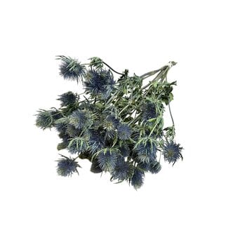 Dutch Dried Getrocknete Eryngium-Kreuzdistel | Farbe: Natürliches Blau | Länge ± 50 Zentimeter | Pro 5 Stiele
