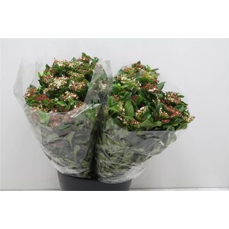 Freshy Viburnum Ti Valery 400gr (p. bos)