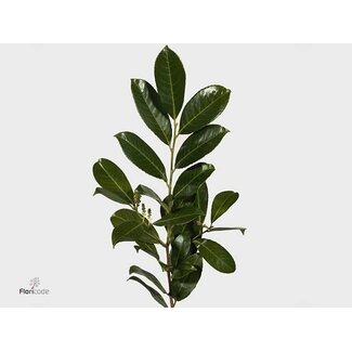 Freshy Prunus Laurocerasus