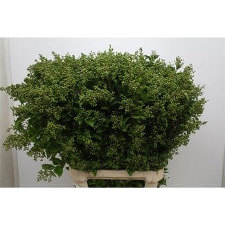 Freshy Ligustrum libelle Green