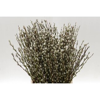 Freshy Salix Ca Snow Flake