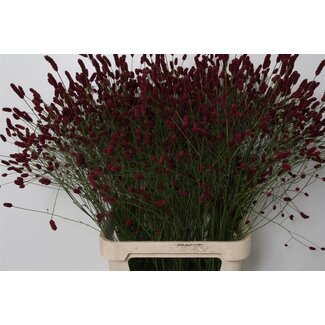 Freshy Sanguisorba Of Orient Dream
