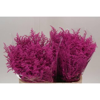 Freshy Solidago Kleurbehandeld Cerise