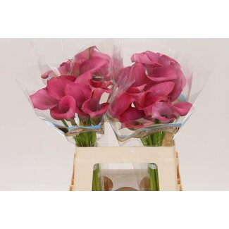 Freshy Zantedeschia Zazu