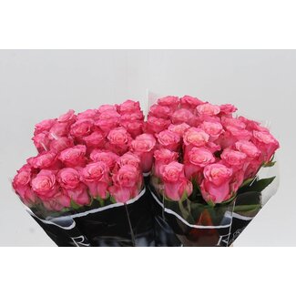 Freshy Rosa Ramonda