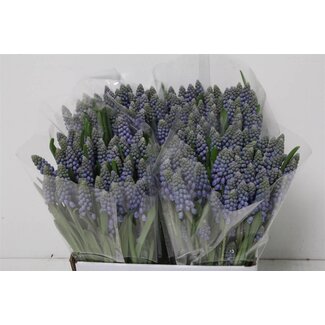 Freshy Muscari Armeniacum