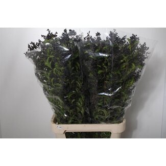 Freshy Ligustrum libelle Black