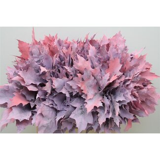 Freshy Quercus Rubra Col. Pastel Pink