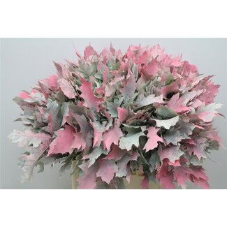 Freshy Quercus Rubra Col. Lollypop