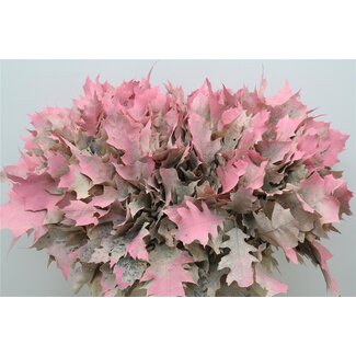 Freshy Quercus Rubra Col. Fireball