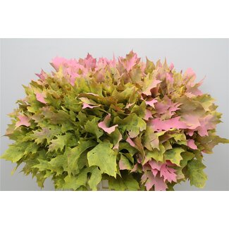 Freshy Quercus Rubra Col. Sunshine