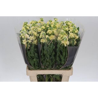 Freshy Matth. Iron Geel 70cm