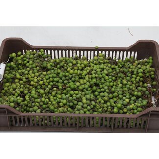 Freshy Sier Lilac De Chine P Bunch