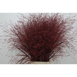 Freshy Panicum (siergras) Col Cerise Dark