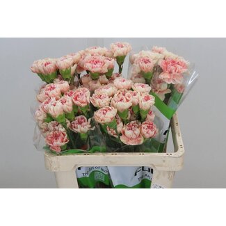 Freshy Anjer Funza Kort Happy Hoshi 50cm