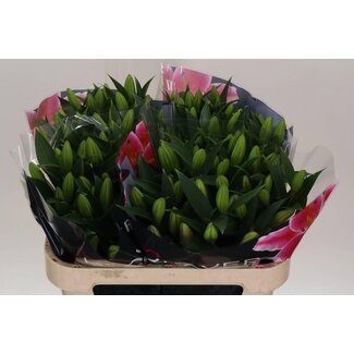 Freshy Lelie Oriental Aqua Calvados