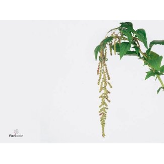 Freshy Amaranthus Caud Mira