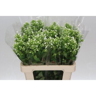Freshy Phlox P Danielle