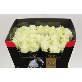 Freshy Rosa Avalanche Premium