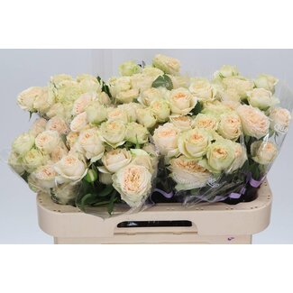 Freshy R tros Summerrose