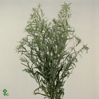 Freshy Art Lud Silver Queen Bio