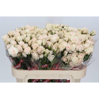Freshy R tros Royal Porcelina
