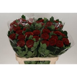 Freshy Chrysant deco Kiev