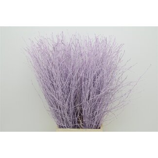 Freshy Berk Milka (p. bos)
