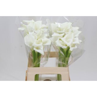 Freshy Zantedeschia Crystal Blush