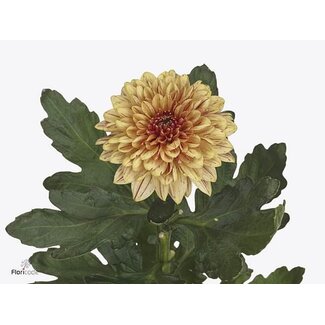 Freshy Chrysant deco Pip Autumn