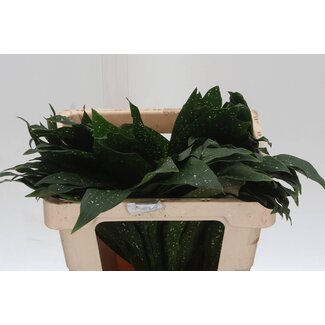 Freshy Aspidistra Milky Way (p. bos)